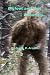 Bigfoot and the Boundary