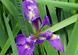 Blue Louisiana Iris (Iris brevicaulis)