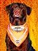 Chocolate Lab Art Print on Canvas