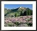 Spur Lupine and Subalpine Firs, Marys River Peak, Humboldt National Forest, Nevada, USA Framed Photographic Poster Print by Scott T. Smith, 27x23