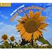 How Does it Grow? From Seed to Sunflower (Start Writing)