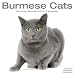 burmese11  - CATS BURMESE 2010 Wall Calendar 3041310