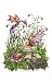 Birth Of Magic Amy Brown 81/2X11 Faery Art Print Fairy