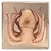 Real Octopus in Acrylic Block