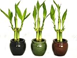 Compare Prices of Set of Three, 3 Piece Lucky Bamboo Arrangements in Bamboo Style Mini Ceramic Vases by Lucky's Bamboo
