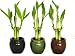 Set of Three, 3 Piece Lucky Bamboo Arrangements in Bamboo Style Mini Ceramic Vases