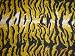 PASHMINA SHAWL -ANIMAL PRINT (GOLD ZEBRA)