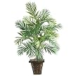 Areca Palm Silk Plant