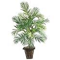 Areca Palm Silk Plant