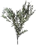 Supermoss (10001) Dried Flowers, 3.5 oz., Parvifolia, Green