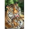 TIGER - MOTHER'S LOVE - 24x36 Poster Poster Print, 24x36