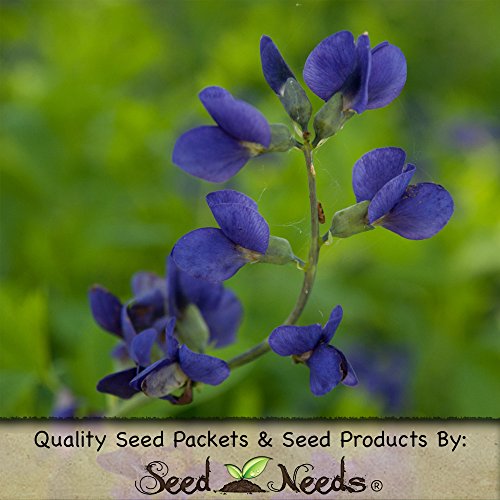 100 Seeds, Wild Blue Indigo (Baptisia australis) Seeds by Seed Needs 100 Seeds, Wild Blue Indigo (Baptisia australis) Seeds by Seed Needs