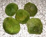 5 Mooskugeln 4-6cm Cladophora Aegagro...
