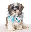 Dog Scrunchy Collar - Razzle Dazzle Sea & Sand Scrunchy Pet Collar - Large