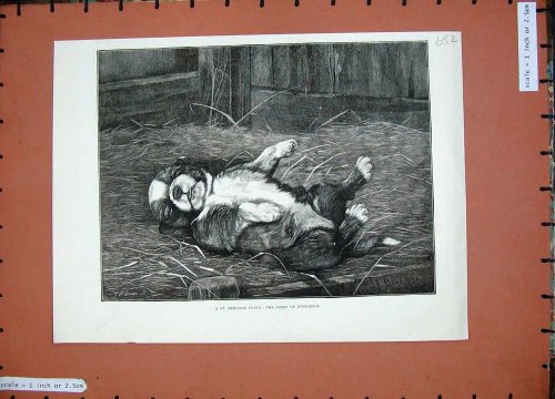 1885 Fine Art Print St Bernard Puppy Sleeping Barn Dog
