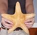 Huge 7+ Jungle Starfish Sea Star Beach House Deco