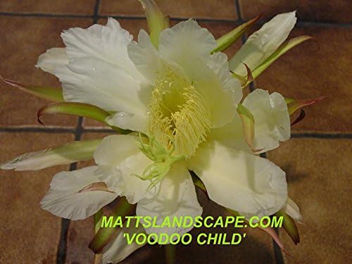Dragon Fruit Plant, 'VOODOO CHILD,' Hylocereus, Pitahaya, Epiphyllum, Delicious Edible Cactus Fruit, High in Vitamin C, 3 Gallon, 3 Big and Healthy Plants