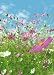 (72x100) Flower Meadow Huge Wall Mural Art Print Poster
