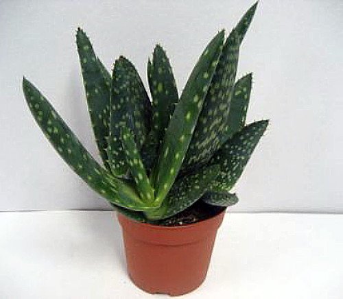 aloe vera plant