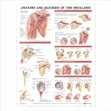 Anatomy and