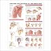 Anatomy and Injuries of the Shoulder Anatomical Chart