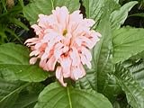 Flamingo Flower