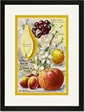 Black Framed/Matted Print 17x23, 5 Grand Fruits