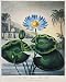 Photographic Prints of THORNTON WATER LILY. The Blue Egyptian Water Lily (Nymphaea caerulea from Granger Art on Demand