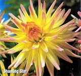 Shooting Star Cactus Dahlia Tuber - Creamy Yellow ! - B000P5H17K