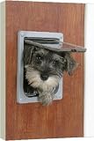 Box Canvas Print of DOG. Schnauzer puppy coming through cat flap from Ardea