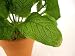 26cm Artificial silk Sage Foliage Bush ~ artificial plants