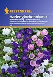 Glockenblume, Marien-Prachtmischung
