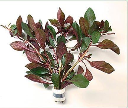 Ludwigia glandulosa - Live Aquarium Plants Perennis Peruensis Rubin Repens ADA