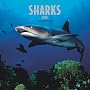 Sharks 2008 Square Wall