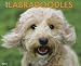 Amazon price tracker, Amazon price history charts, Labradoodles 2012 Calendar (Just (Willow Creek))