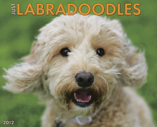 Labradoodles 2012 Calendar (Just (Willow Creek))