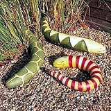 Snake Gourd 5 Seeds - Grow your own slippery snake!