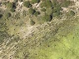 Large Herd of Cattle Traverse This Well Worn Land on the Niger River, Mali Photographic Poster Print by Michael Fay, 32x24