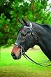HDR Hunt Bridle