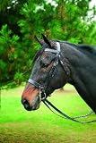 HDR Hunt Bridle
