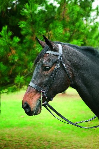 HDR Hunt Bridle