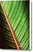 Canna Leaf Canvas Print / Canvas Art - Artist Neil Overy