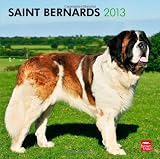 Saint Bernards 2013 - Berner Sennenhunde - Bernhardiner - Original BrownTrout-Kalender