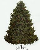 8' Full Fresh Cut Durango Spruce Pre-Lit Artificial Christmas Tree -Clear Lights
