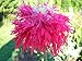 50 Poppy Flower Seeds. Raspberry Laciniatum Poppies. One Stop Poppy Shoppe® Brand.