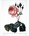 Photographic Prints of CABBAGE ROSE (Rosa centifolia). Engraving after painting, 1833, by P.J. Redoute from Granger Art on Demand