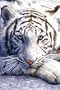 (24x36) White Tiger Close Up Art Print Poster