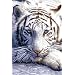 (24x36) White Tiger Close Up Art Print Poster