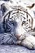 (24x36) White Tiger Close Up Art Print Poster