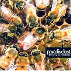 Click here to buy Believe in Nothing by  Paradise Lost .